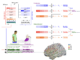 A Unified Acoustic-to-Speech-to-Language Embedding Space Captures the Neural Basis of Natural Language Processing in Everyday Conversations