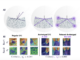 Archetypal SAE: Adaptive and Stable Dictionary Learning for Concept Extraction in Large Vision Models