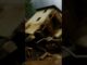House Collapses After Massive Flood in Residential Area.