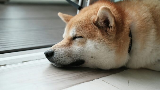 Dogecoin