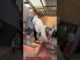 DIY Chicken Coop Setup (Quick Guide)ChickenCoopDIY #BackyardChickens #HomesteadingLife #farming #ai